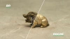 Система лазерной очистки Pokkels OneCLEAN 300 в Москве